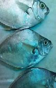 Image result for Ikan Laut Sabah