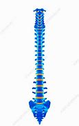 Image result for Human Spine Illustration