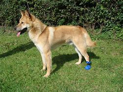 Image result for Large Dog Boots