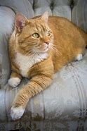 Image result for Orange Striped Tabby Cat