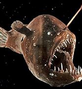 Image result for Humpback AnglerFish