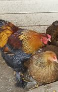 Image result for Blue Partridge Brahma Chicken