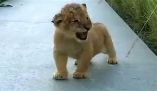 Image result for Lion Cub Roar