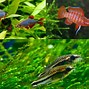 Image result for Shallow Fish Tank