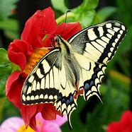 Image result for Butterfly Carrying Another Butterfly