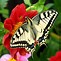 Image result for Butterfly Carrying Another Butterfly