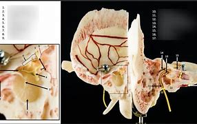 Image result for Ear Canal Diagram