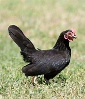 Image result for All-Black Serama Chicken