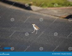 Image result for Masked Lapwing Baby