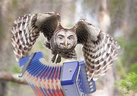 Image result for Weird Owl