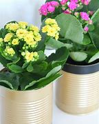 Image result for tin can flower pots