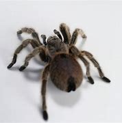 Image result for Mojave Desert Spiders