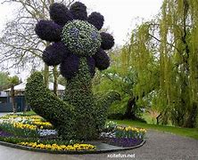 Image result for Mainau Flowers