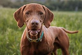 Image result for Vizsla Hawks