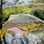 Image result for Dry Fly Fishing