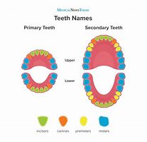 Image result for Adult Mouth Diagram