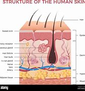 Image result for Dermis Skin Cut