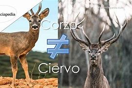 Image result for Corzo O Ciervo