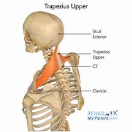 Image result for Inferior Trapezius