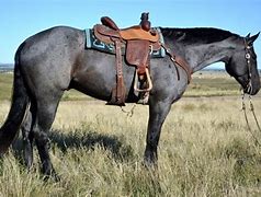 Image result for Blue Roan Horse Saddled