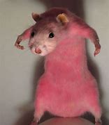 Image result for Cornered Rat Meme