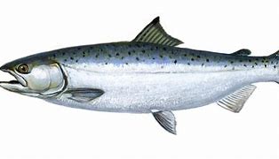 Image result for Picture of Chinook Salmon