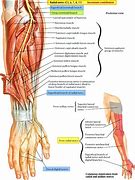 Image result for Radial Nerve in Hand