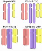 Image result for Haploid Biology