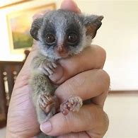 Image result for Bush Baby Pics