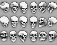 Image result for Detailed Skull Drawing