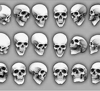 Image result for Human Skull in All Angles 3D