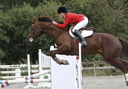 Image result for Equestrian Desktop Wallpaper