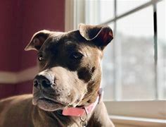 Image result for Adopt Pit Bull