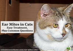 Image result for Cat Face Mites