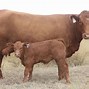 Image result for Angus Beef Cow