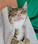 Image result for Smiling Cat On the Moon