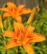 Image result for Orange Stargazer Lily