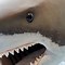 Image result for Megalodon Shark