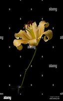 Image result for White Stargazer Lilies