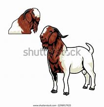 Image result for Boer Goat Cartoon