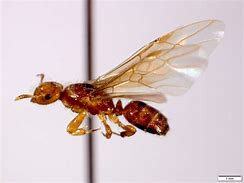 Image result for A Flying Ant