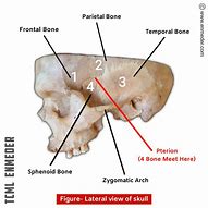 Image result for Pterion