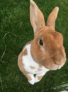 Image result for Newborn Mini Rex