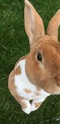 Image result for Mini Rex Babies