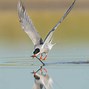 Image result for Tern