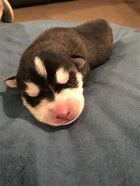 Image result for Siberian Husky Newborn Puppy