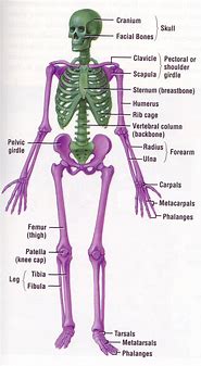 Image result for Simple Skeletal System Diagram