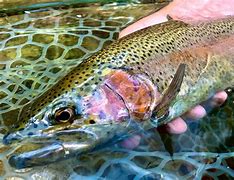 Image result for PA Brown Trout