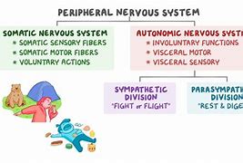 Image result for Somatic System Disorder