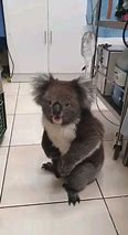 Image result for Koala Scream